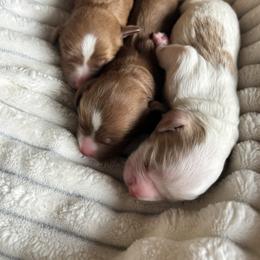 Cavalier King Charles Spaniel, Cavapoo, Havanese, Havapoo, and Poodle Puppies from West Cobb Dogs