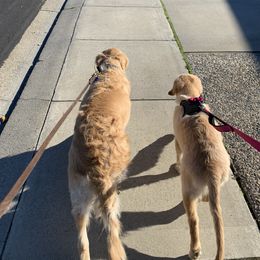 Golden Retriever Puppies from Brooke Zuidervaart