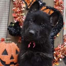 Pink Girl - Black and tan female German Shepherd puppy in Grants Pass, Oregon from Granville German Shepherds