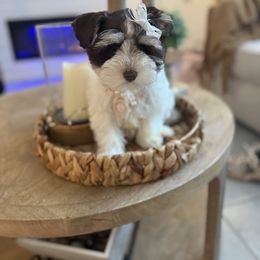 Gala - Parti female Miniature Schnauzer puppy in Orange City, Florida from Xaysha’s Miniature Schnauzers