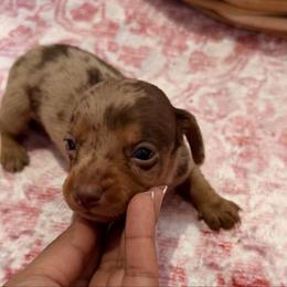 Slim jim - Dapple male Dachshund puppy in Magnolia, Texas from Carrie’s Countryside Dachshunds