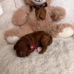 Pink girl - Red  female Poodle puppy in Blaine, Washington from Midwest Miniature Poodles