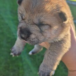 Rubble - Sesame male Shiba Inu puppy in Columbus Junction, Iowa from Liz's Shiba Inu
