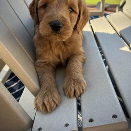 Goldendoodle Puppies from Doodifuldoods