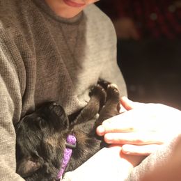 German Shepherd Puppies from Ransomshire Shepherds