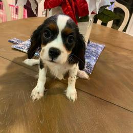 Angeline Emily - Tri-color female Cavalier King Charles Spaniel puppy in Las Vegas, Nevada from Faybelle's Cavaliers