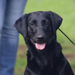 Molly - Labrador Retriever