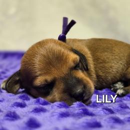Coming soon - Red female Dachshund puppy in Blair, Oklahoma from North Fork Doxies-Okla