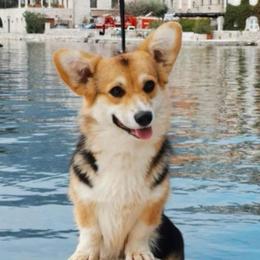 Ori - Pembroke Welsh Corgi