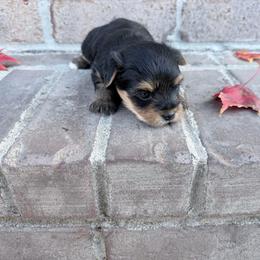 Boy 1 - Black and tan male Yorkshire Terrier puppy in Richland County, South Carolina from Nesha's Pawrific Tails