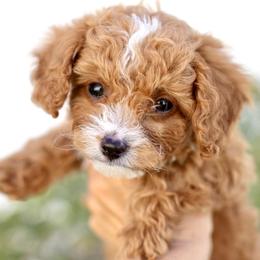 Lucky Jr - Black Collar Boy - Red male Cavapoo puppy in Highland, Utah from Angel Pups Deluxe