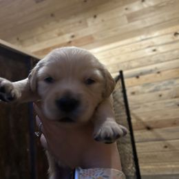 Golden Retriever Puppies from Apple Country Retrievers