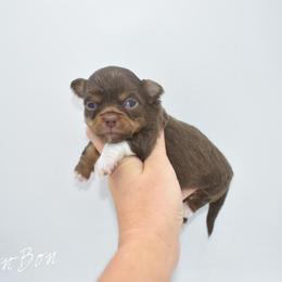 Bon-Bon- TINY - Chocolate and tan female Chihuahua puppy in Bulls Gap, Tennessee from Smokey Mountain Chihuahuas