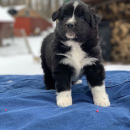 Australian Shepherd Puppies from Juno Homestead Aussies