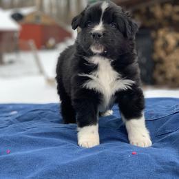 Australian Shepherd Puppies from Juno Homestead Aussies