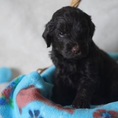 Goldendoodle Puppies from MissPatsDoodles