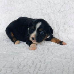 Miniature Australian Shepherd Puppies from Kuttin’ Up Mini Aussies