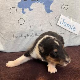Collie Puppies from A/K Rough Collies