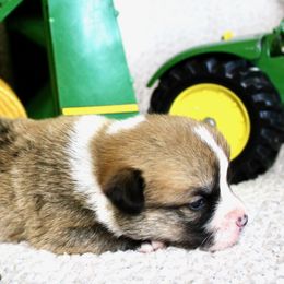 Massey Ferguson (Massey) - Red female Pembroke Welsh Corgi puppy in Greentop, Missouri from Sevits Corgis & Golden Retrievers