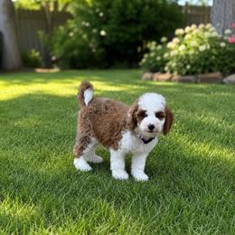 Betty (Looking for guardian home) - Red  female Goldendoodle puppy in Lewisville, Texas from Zink Doodles