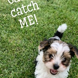 Biewer Terrier Puppies from Bouquet Biewers