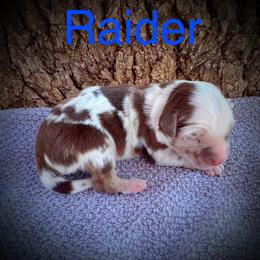 Raider - Red merle male Miniature Australian Shepherd puppy in Idalou, Texas from Lonesome Pine Mini Aussies