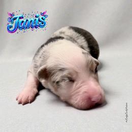 JANIS - Blue Merle Female - Blue merle female Australian Shepherd puppy in Gainesville, Texas from Lady Luck Aussies