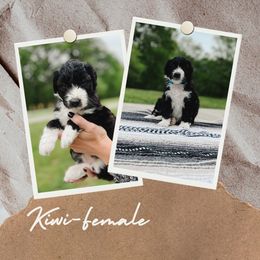 Girl 3 - Black and white Aussiedoodle puppy in Kevil, Kentucky from HK Aussiedoodles