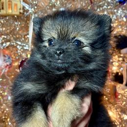 Alana - Wolf sable female Pomeranian puppy in Springfield, Missouri from Hope Mountain Pomeranians