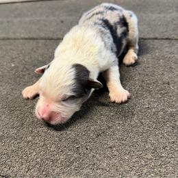 Roux - Blue merle male Australian Shepherd puppy in Franklinton, Louisiana from Cottonwood Farms Australian Shepherds
