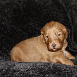Goldendoodle Puppies from Silver Barn Doodles