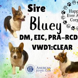 Bluey - Pembroke Welsh Corgi