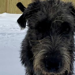 Irish Wolfhounds and Siberian Huskies from Isham's Huskies