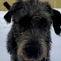 Irish Wolfhounds and Siberian Huskies from Isham's Huskies