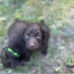 Carolina Blue - Liver female Boykin Spaniel puppy in Wilmington, North Carolina from Southern Kennels