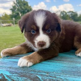 Red tri - Red tri male Miniature Australian Shepherd puppy in Danville, Alabama from A&L Farms