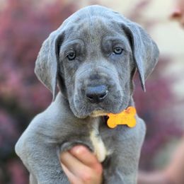 Stella - Blue and white female Great Dane puppy in Albany, Oregon from Red Cloud Australian Shepherds and DeGray Great Danes & Bulldogs