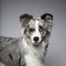 Elektra - Border Collie