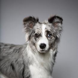 Elektra - Border Collie