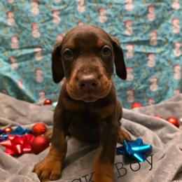 Black - Red and rust male Doberman Pinscher puppy in Knox, Indiana from Double River Dobermans