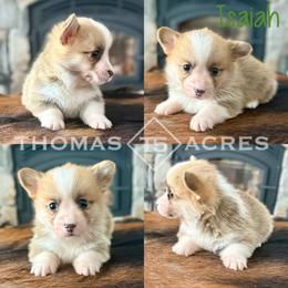 Isaiah - Fawn male Pembroke Welsh Corgi puppy in Raymond, Illinois from Thomas Acres