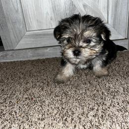 Girl 2 - Black & tan tri-color female Morkie puppy in Madelia, Minnesota from Prairie Farms