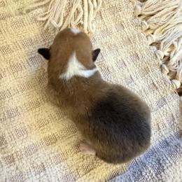 Bella - White and red female Pembroke Welsh Corgi puppy in Hinton, Oklahoma from Corgi Farms
