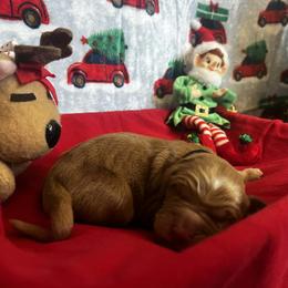 Chestnut - Dark golden male Golden Retriever puppy in Sandy, Oregon from Treasured K-9s