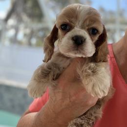 Zira B1 - Red male Cocker Spaniel puppy in Haines City, Florida from Camic Cockapoos