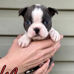 Mario - Blue male Boston Terrier puppy in West Jefferson, Ohio from Kline Kennels