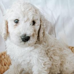 Mr. Butterscotch - Cream male Goldendoodle puppy in Gotha, Florida from Perlune Farms