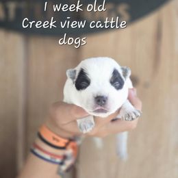 Boy 2 - Blue male Australian Cattle Dog puppy in Monroe, North Carolina from Creek View Cattle Dogs