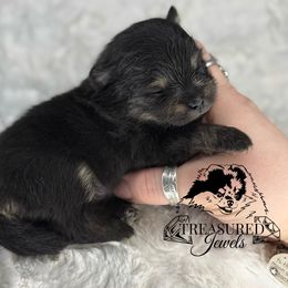 Girl 2 - Black and tan female Pomeranian puppy in Willis, Texas from Treasured Jewels Pomeranians