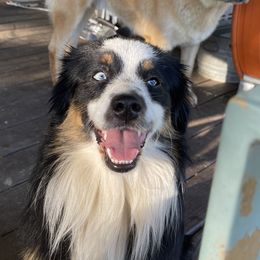 Tate - Miniature Australian Shepherd
